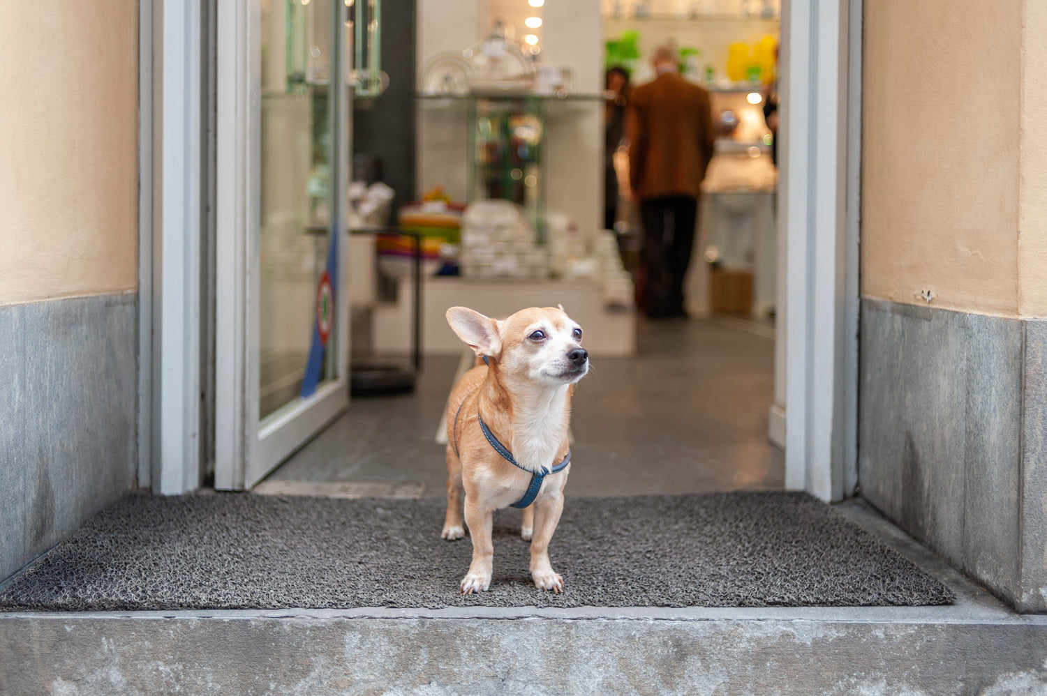 For Your Pup