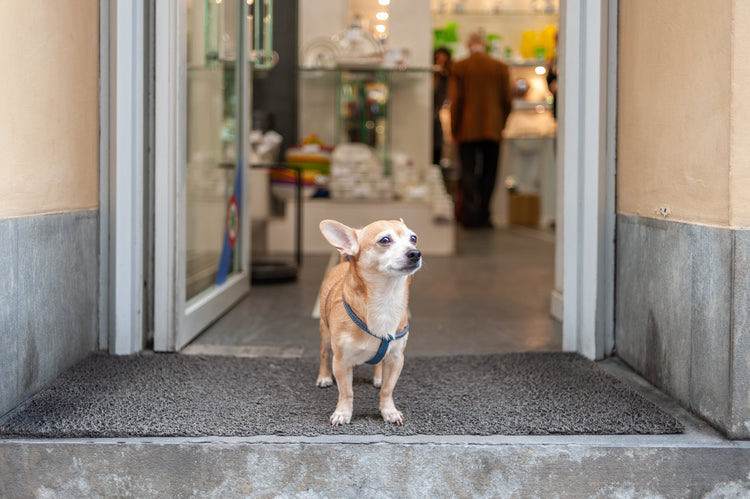 For Your Pup