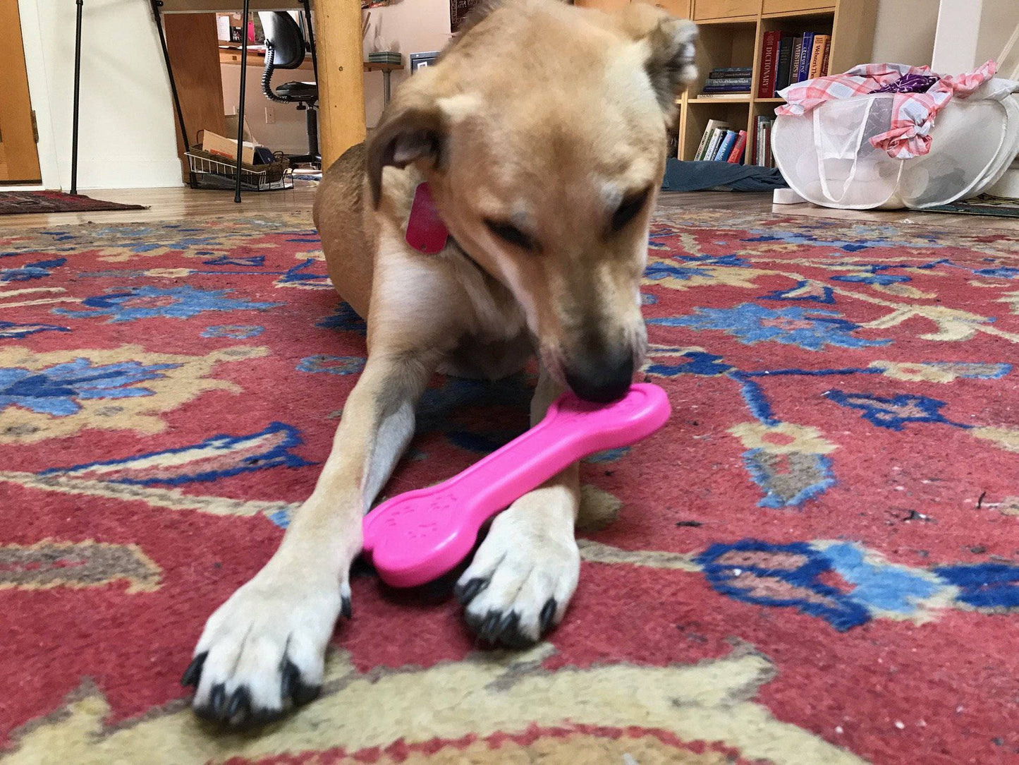 Bone Ultra Durable Nylon Dog Chew Toy