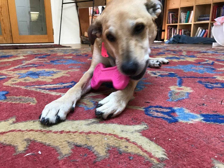 Bone Ultra Durable Nylon Dog Chew Toy